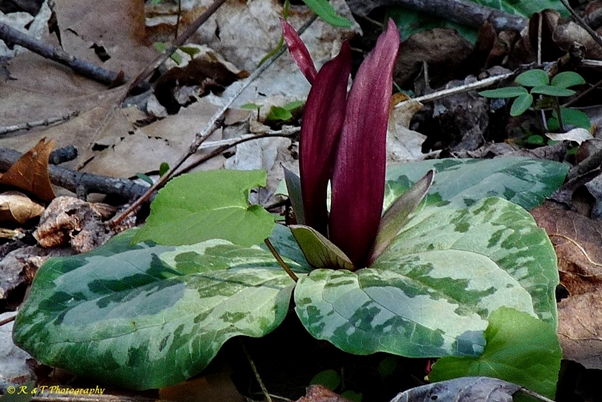 {Trillium decumbens}
